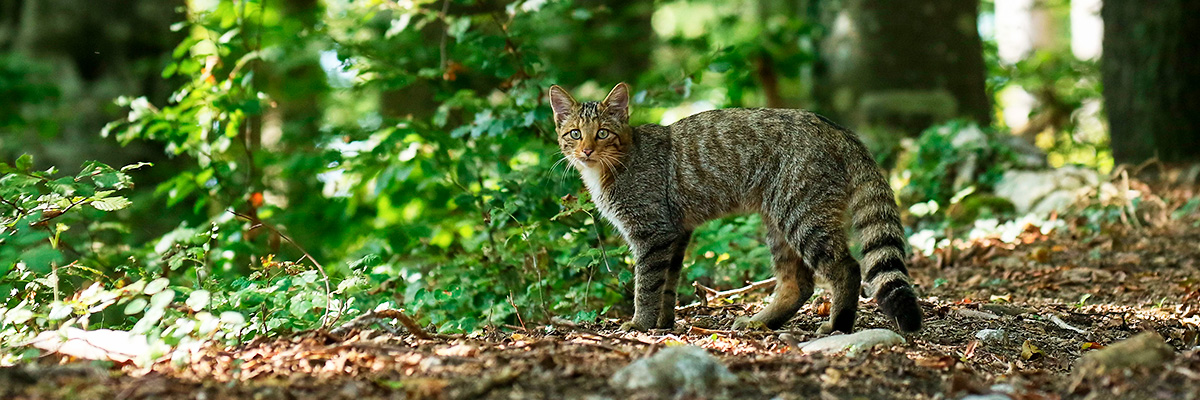 Foto: Janez Papež